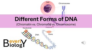 Chromosomes vs Chromatids vs Chromatin Different Forms of DNA [upl. by Enyar]