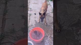 Dog ne Ghar mein aag🔥 lagne se bacha li 🐕 shorts viral shortvideos [upl. by Nydnarb]