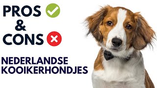 Nederlandse Kooikerhondjes Pros and Cons  Nederlandse Kooikerhondjes Advantages and Disadvantages [upl. by Damick868]