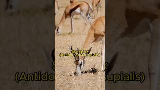 Africas Most Evolved Animals and Can Do Pronking SPRINGBOK shorts [upl. by Edd]