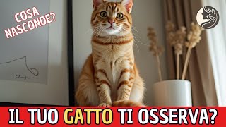 Il Tuo Gatto Ti Tiene dOcchio Scopri Perché Lo Fa [upl. by Bible]