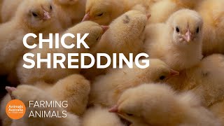 Why the egg industry shreds newborn baby chicks [upl. by Helsell408]