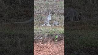 Prettyfaced wallaby and joey outside my window  view from my desk [upl. by Atteynek457]