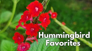 Hummingbird favorite flowers in June 🌺🌻🌼  backyard pollinator garden  Texas Gulf Coast Zone 9b [upl. by Shelman]