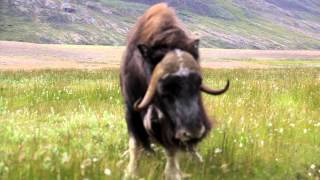 Musk oxen mock attack Greenland August 2015 [upl. by Audras]