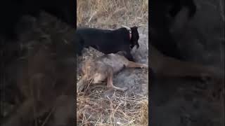 Pitbull attacks Coyote to protect Owner Pitbull and coyote fight Graphic Footage [upl. by Leesa]