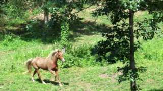 Percheron Rocky Mountain and Icelandic horses all come for dinner [upl. by Ahseyt694]