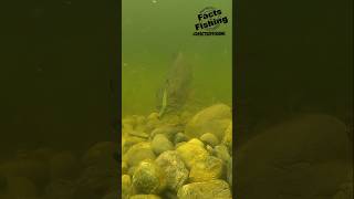 Underwater Smallmouth Bass Bite shorts fish fishing [upl. by Kellie]