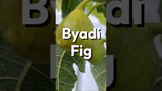 Byadi Fig [upl. by Dowell]