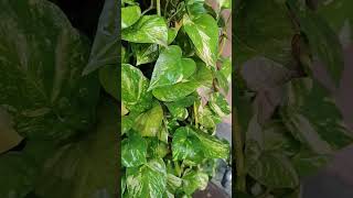 Money plant care tipsthegrounddiaries gardening plantcare [upl. by Nosiddam569]