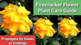 Crossandra Firecracker Flower Plant Care amp Propagation [upl. by Laerdna39]