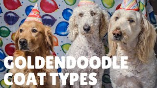 Goldendoodle Puppy Coats and How To Predict Coat Type [upl. by Templa]