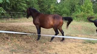 MRM Black Magic  Pasture Breeding  Courting a Mare  Morgan horse [upl. by Emeric]