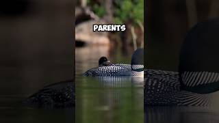 Loons Are Very ATTENTIVE Parents 🥰 [upl. by Asertal]