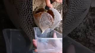 Rare Honey Maturity honeyharvesting liquidgold rawhoney [upl. by Andi]