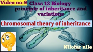 chromosomal theory of inheritance  sutton and boveri [upl. by Salta]