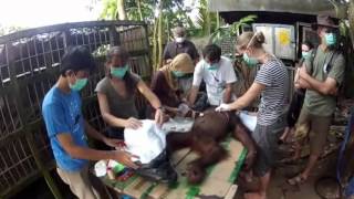 IAR staff change orangutan Pelangsis dressing after part of his arm was amputated [upl. by Cassandry]