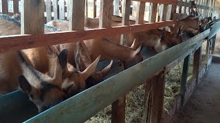 FUI VISITAR UMA CRIAÃ‡ÃƒO DE CABRAS LEITEIRAS EM CATURITEPB CAPRIL RIACHO SALGADO [upl. by Korb262]