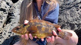 Wrasse Fishing with Lures  NORTH WALES [upl. by Aienahs]