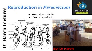 Reproduction in paramecium [upl. by Kerri]