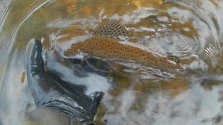 Wild Trout Fishing First Trip of 2024 Lower Mokelumne River [upl. by Claretta]