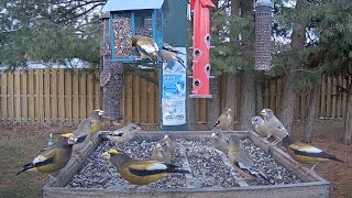 Breakfast With Evening Grosbeaks At The Ontario FeederWatch Cam – Nov 7 2024 [upl. by Basilio]