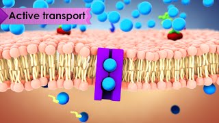 Biology Cell Transport [upl. by Armillda379]