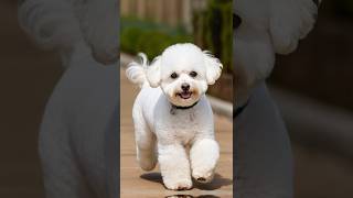 Best Hypoallergenic Dog Breeds for Allergies 2024 [upl. by Silden]