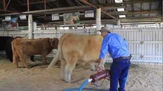 Preparing Highland Cattle for the Show ring at the Bathurst Royal Show 2012 [upl. by Urania]