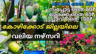 തൈകൾ വൻ വിലക്കുറവിൽ fruits plantsfruit plants in malayalamplant nurserykerala [upl. by Bunow708]