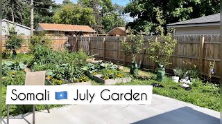 Somali Garden July Vlog 🌱 Minnesota Zone 4 [upl. by Keir46]