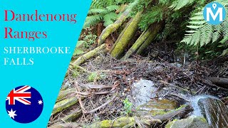 Best walk at the Dandenong Ranges  Sherbrooke Falls [upl. by Aduh471]