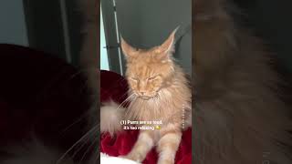 Why I Regret Getting Maine Coon cats 😩 The Truth ✨ [upl. by Gaiser]