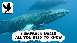 Everything You Need To Know About The Humpback Whale [upl. by Trubow14]