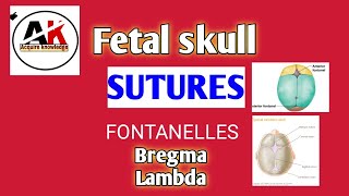 Sutures of fetal skull sutures Fontanelle Bregma Lambda Most important topic  Acquire knowledge [upl. by Ahsitul710]