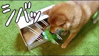 【柴犬どんぐり】犬のための福袋、PECOBOX6月号を開封 [upl. by Asselam187]