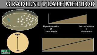 Isolation Of Streptomycin Resistant Mutants Of Ecoli By Gradient Plate Method [upl. by Raknahs]