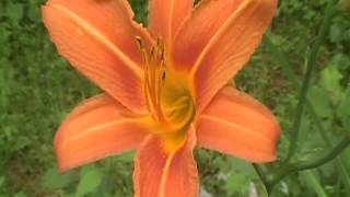 Orange Day Lily Hemerocallis fulva [upl. by Namialus]