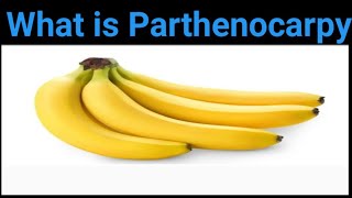 What is Parthenocarpy [upl. by Pigeon795]