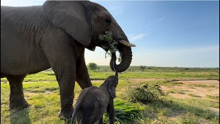 The Exciting First Introduction TrunktoTrunk with Elephants Phabeni amp Jabulani [upl. by Nnylylloh]