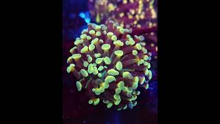 euphyllia meerwasseraquaristik reefkeeper reefer reeftank [upl. by Ardehs]