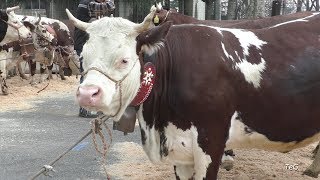 Mostra zootecnica  Fiera S Isidoro  Favria 2018 [upl. by Menendez]