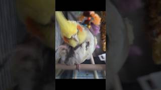 Best 2 Diff Styles of Ear Cleaning N OneLegged Parrot🦜❤️🦜❤️🦜🍬🍬🥹🥺🫣no disturbing ok🥺👍❤️ shorts [upl. by Aztinaj]