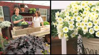 How To Plant A Surfinia Petunia Combination Planter [upl. by Danyette]