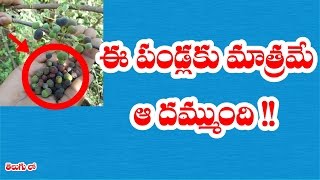 ఈ పండ్లకు మాత్రమే ఆ దమ్ముంది II Grewia tiliaefoliajaana kayalu health benefits in telugu [upl. by Etnuhs]