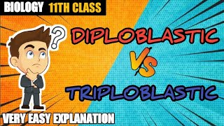 Diploblastic and Triploblastic Organization  XI BIOLOGY  SUMIT CHOUHAN TUTORIALS [upl. by Gnaig966]