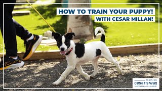 How To Train Your Puppy With Cesar Millan [upl. by Sivram]