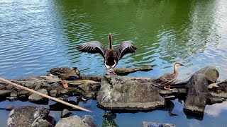 巨大なカルガモ？（サカツラガン）酒面雁🦢🪿🕊️🦆🪽Anser cygnoides [upl. by Lissner]