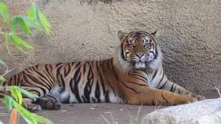 Sumatran Tiger at Los Angeles Zoo California USA 2017 ロサンゼルス動物園のスマトラトラ [upl. by Joab820]