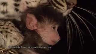 Incredible leopard and baby baboon interaction [upl. by Cynara]